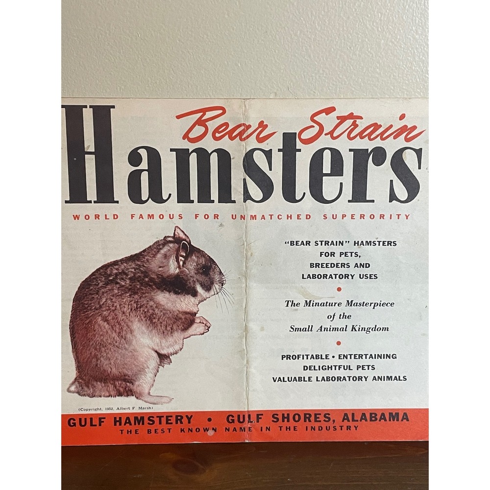 Vintage 1952 Bear Strain Hamsters Gulf Hamstery Alabama Brochure Ephemera